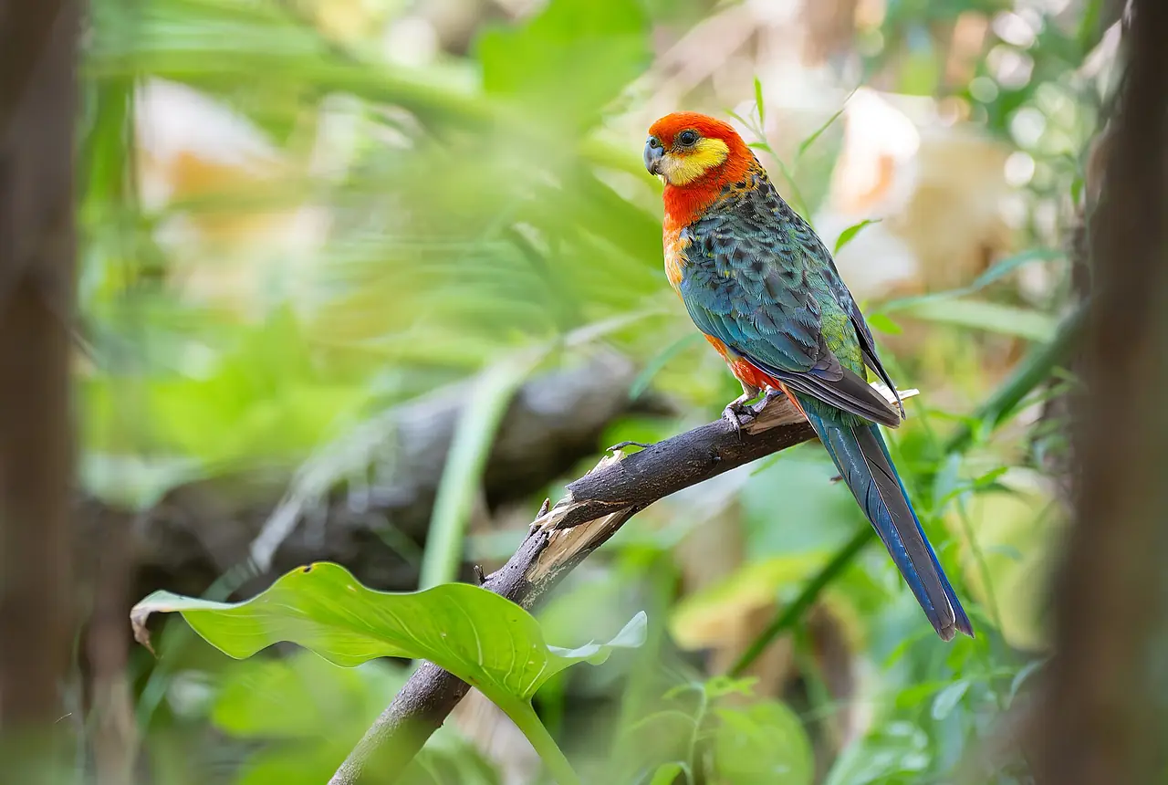 Western Rosellas care guide photo for parakeet and small parrot housing, diet, and handling planning.