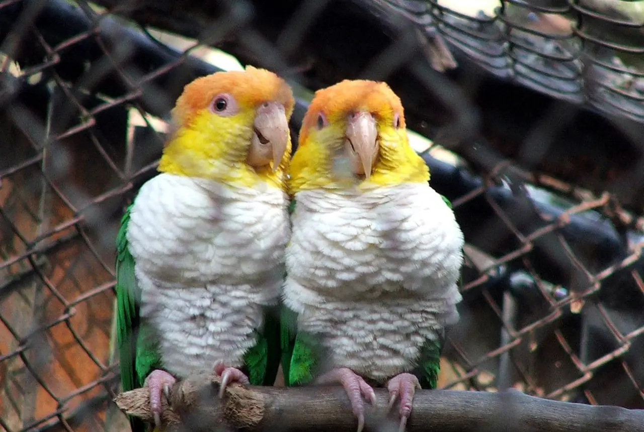 White-bellied Caiques care guide photo for caique housing, diet, and handling planning.