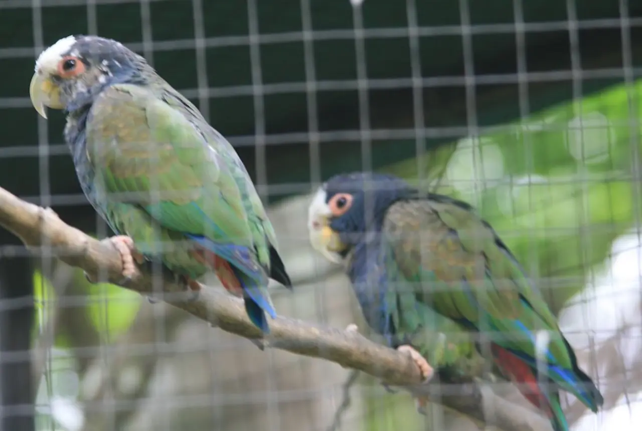 White-capped Pionus care guide photo for pionus parrot housing, diet, and handling planning.