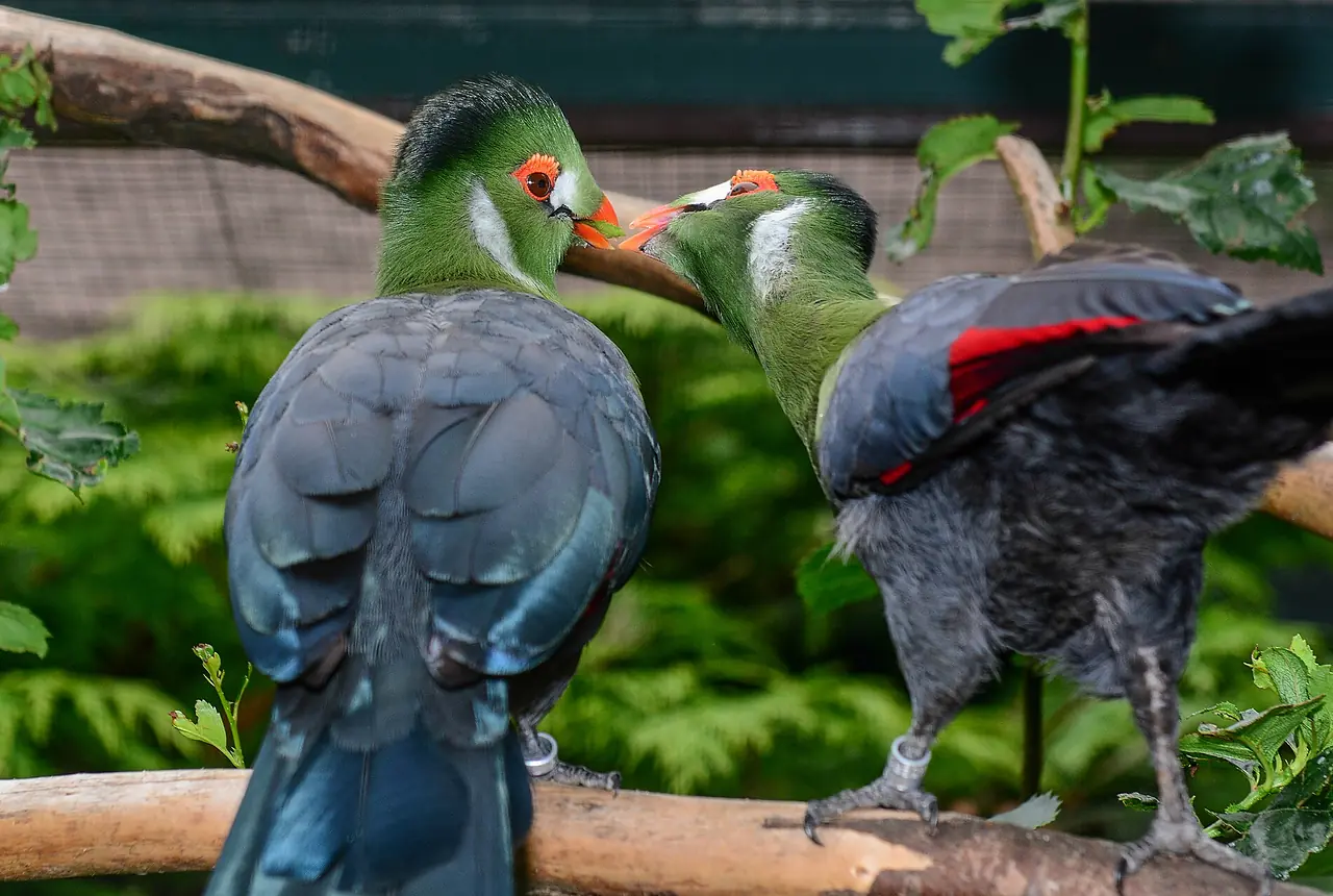 White-cheeked Turacos care guide photo for softbill housing, diet, and handling planning.