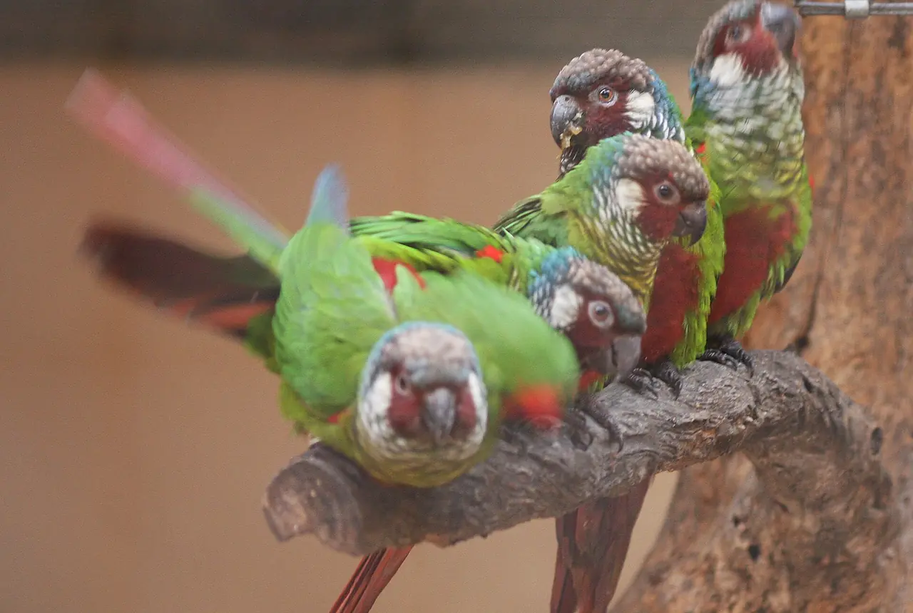 White-eared Conures care guide photo for conure housing, diet, and handling planning.