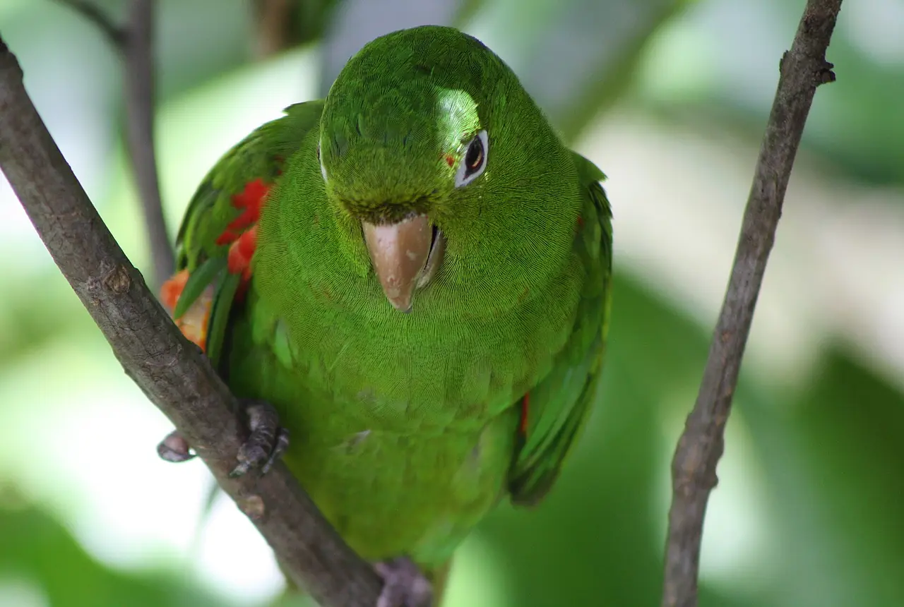 White-eyed Conures care guide photo for conure housing, diet, and handling planning.