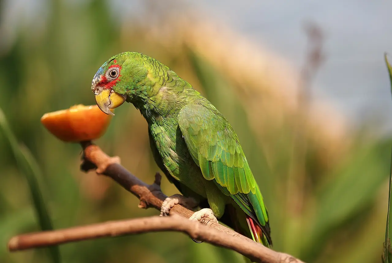 White-fronted Amazons care guide photo for amazon parrot housing, diet, and handling planning.