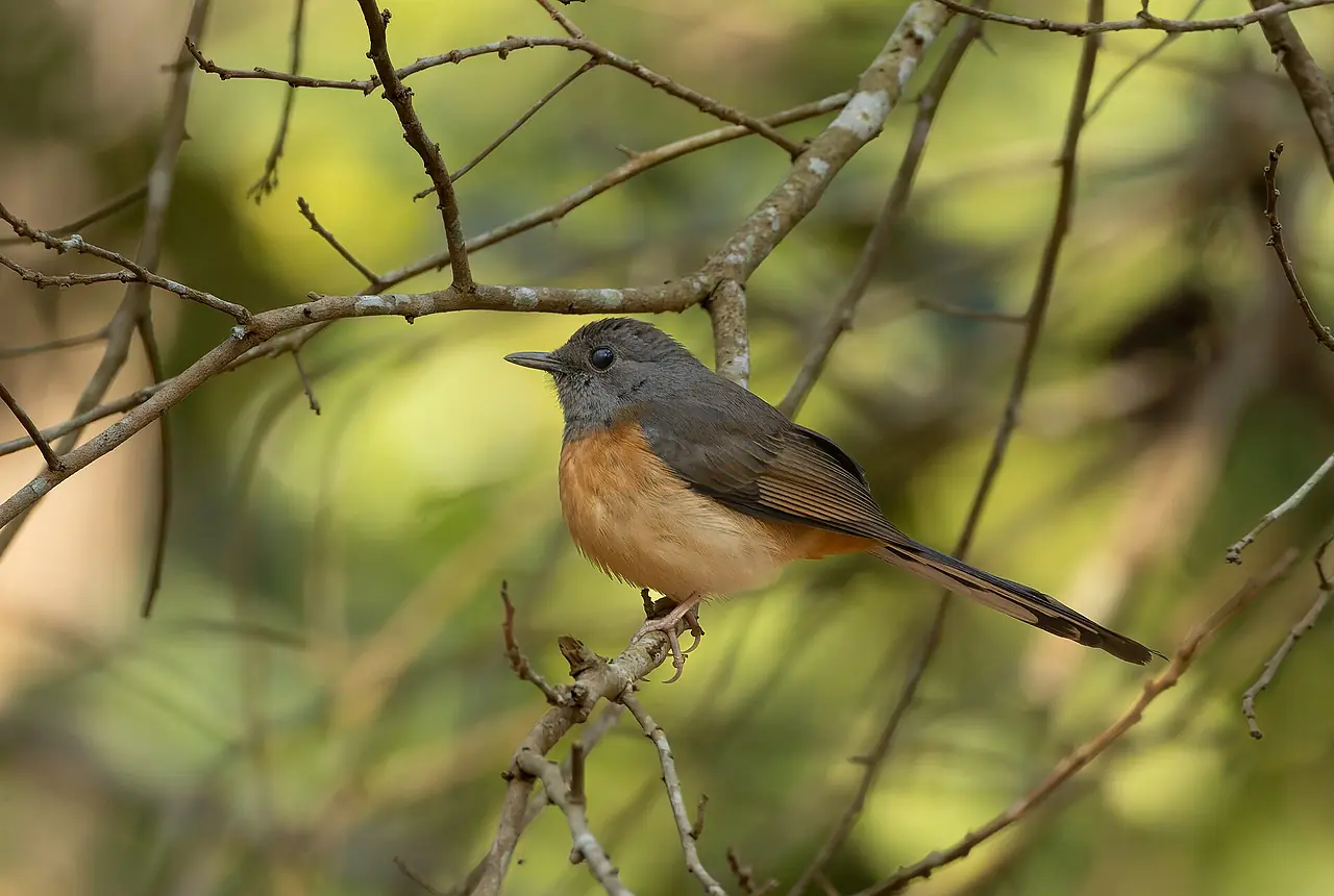 White-rumped Shamas care guide photo for softbill housing, diet, and handling planning.