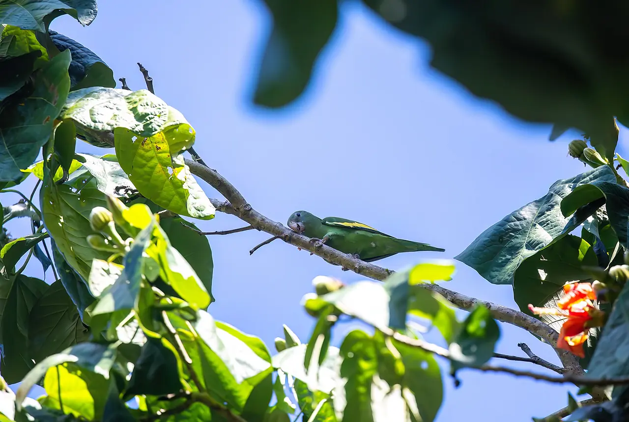 White-winged Parakeets care guide photo for parakeet and small parrot housing, diet, and handling planning.