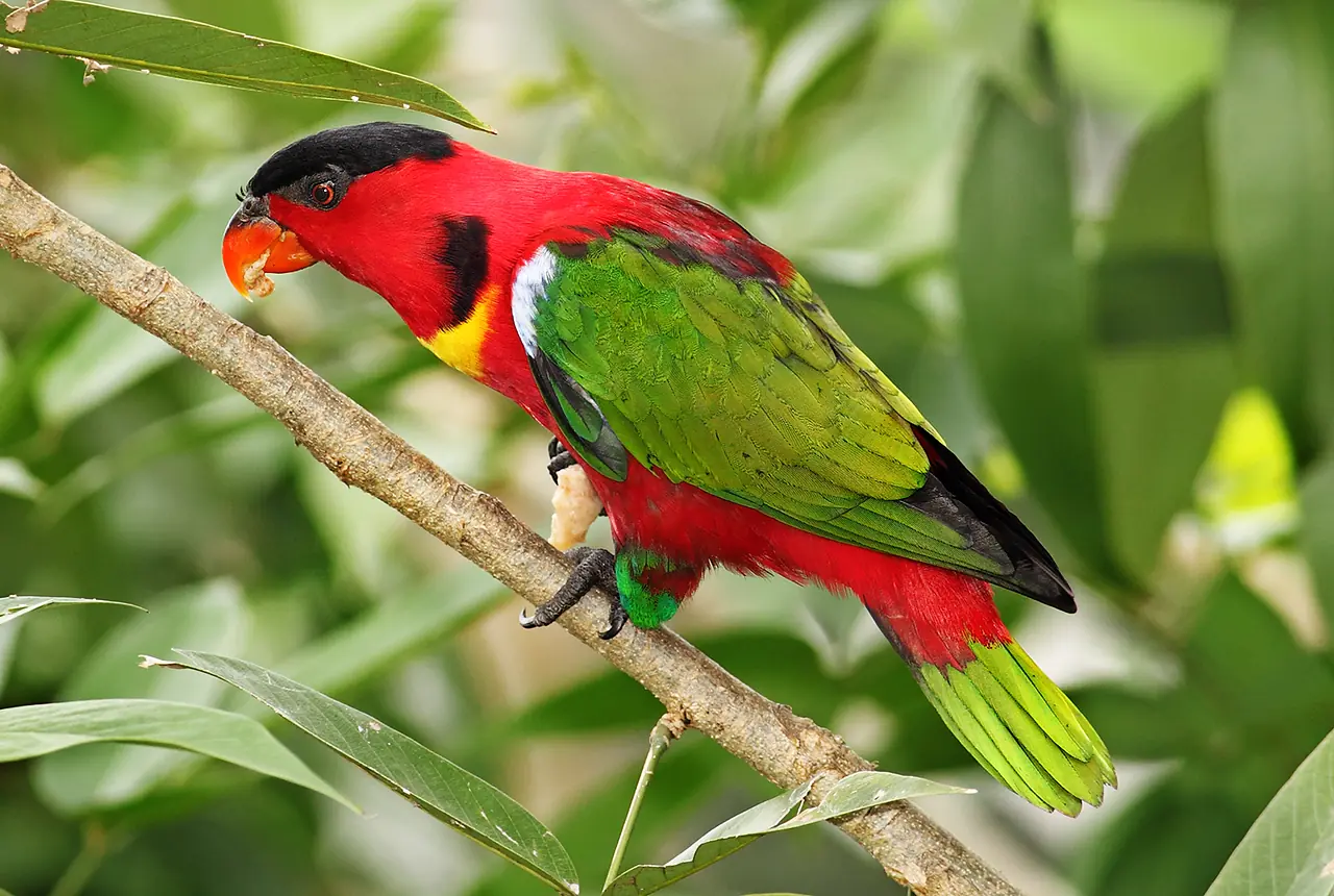 Yellow-bibbed Lories care guide photo for lory and lorikeet housing, diet, and handling planning.