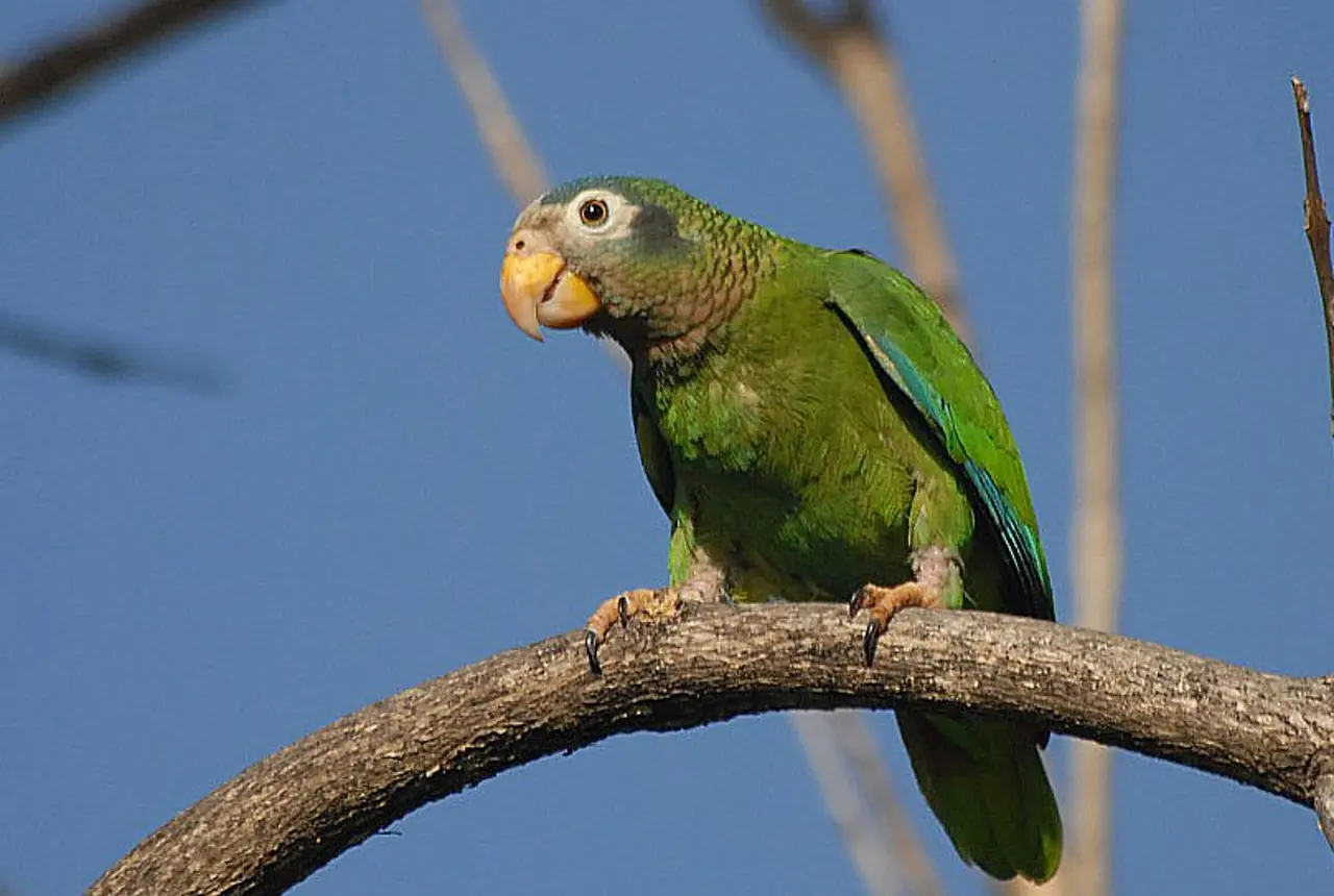 Yellow-billed Amazons care guide photo for amazon parrot housing, diet, and handling planning.