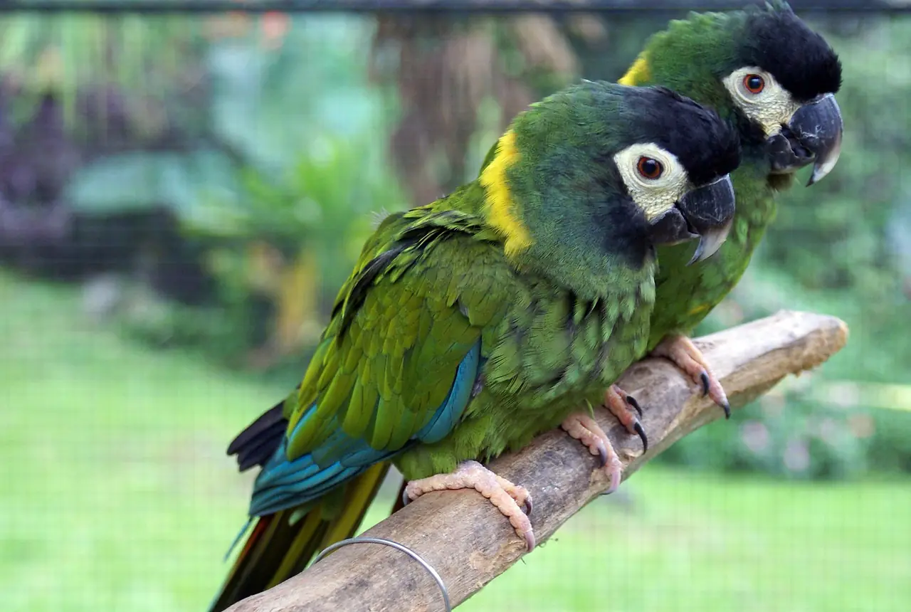 Yellow-collared Macaws care guide photo for macaw housing, diet, and handling planning.