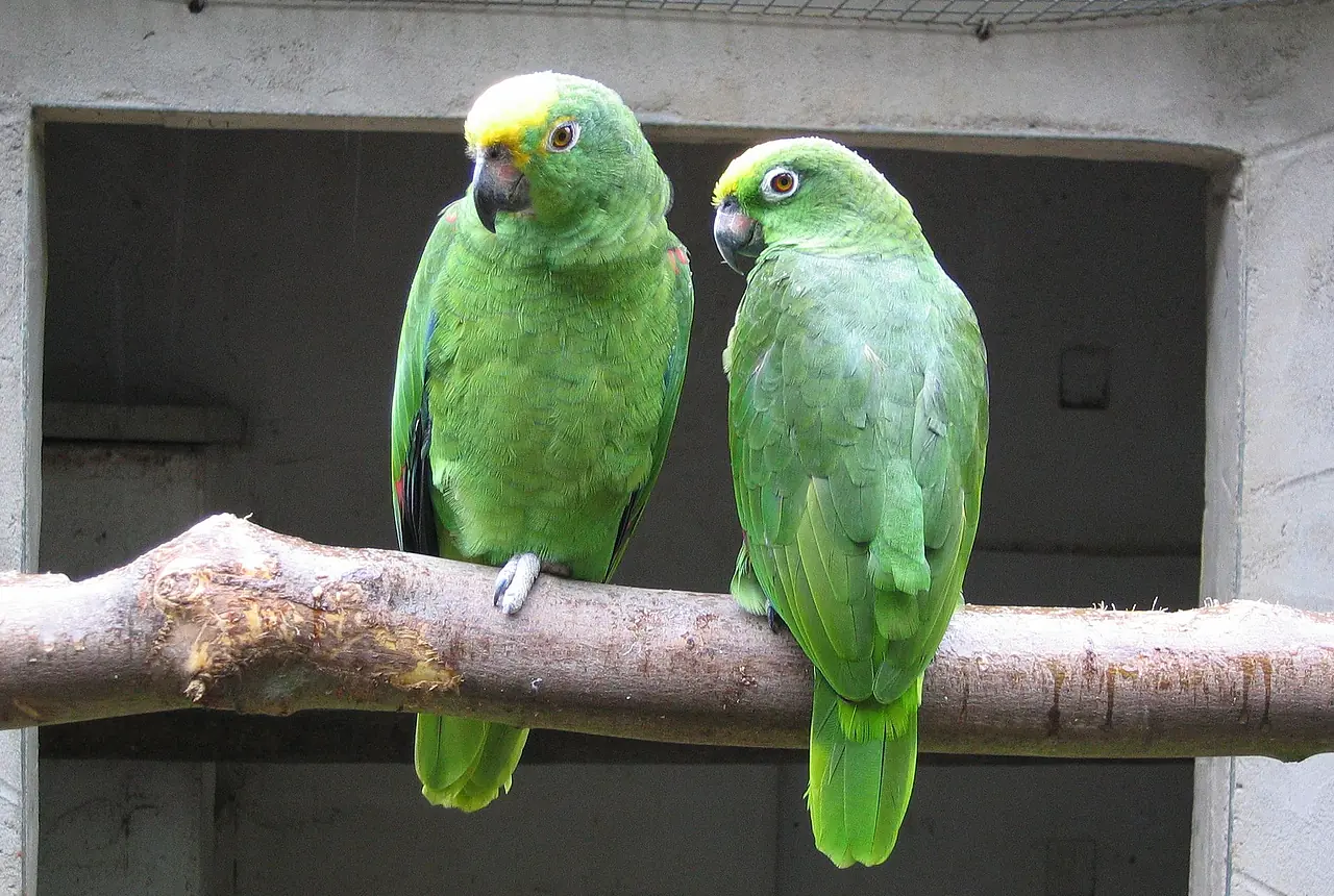 Yellow-crowned Amazons care guide photo for amazon parrot housing, diet, and handling planning.