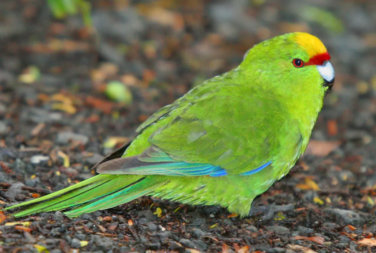 Yellow-crowned Kakarikis care guide photo for parakeet and small parrot housing, diet, and handling planning.