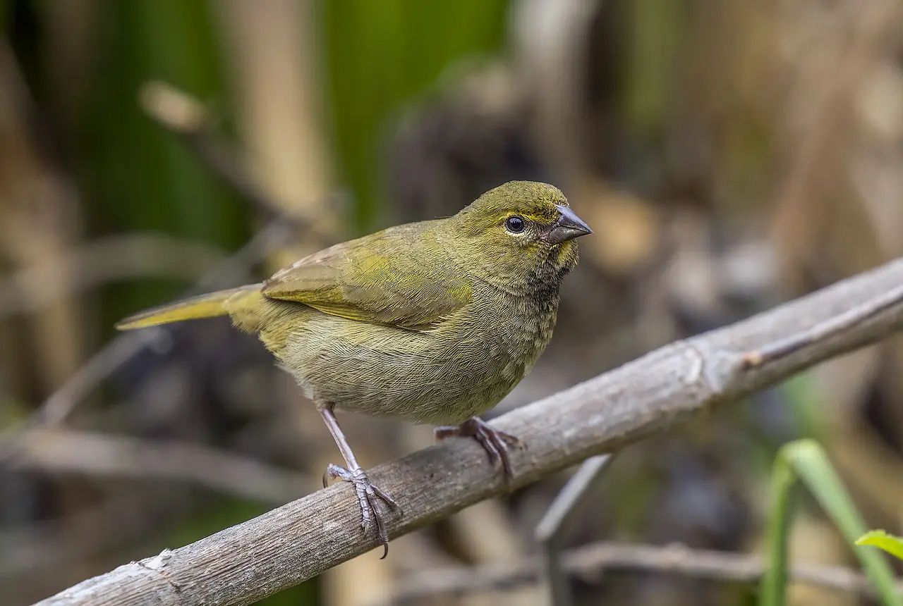 Yellow-faced Grassquits care guide photo for finch and waxbill housing, diet, and handling planning.
