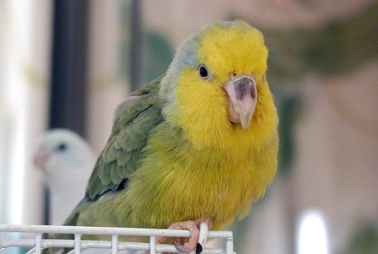 Yellow-faced Parrotlets care guide photo for parakeet and small parrot housing, diet, and handling planning.