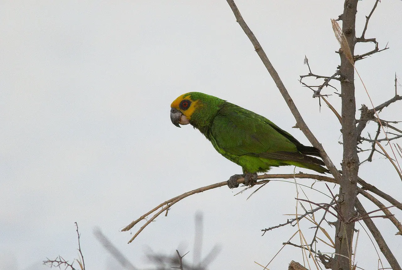 Yellow-fronted Parrots care guide photo for african parrot housing, diet, and handling planning.