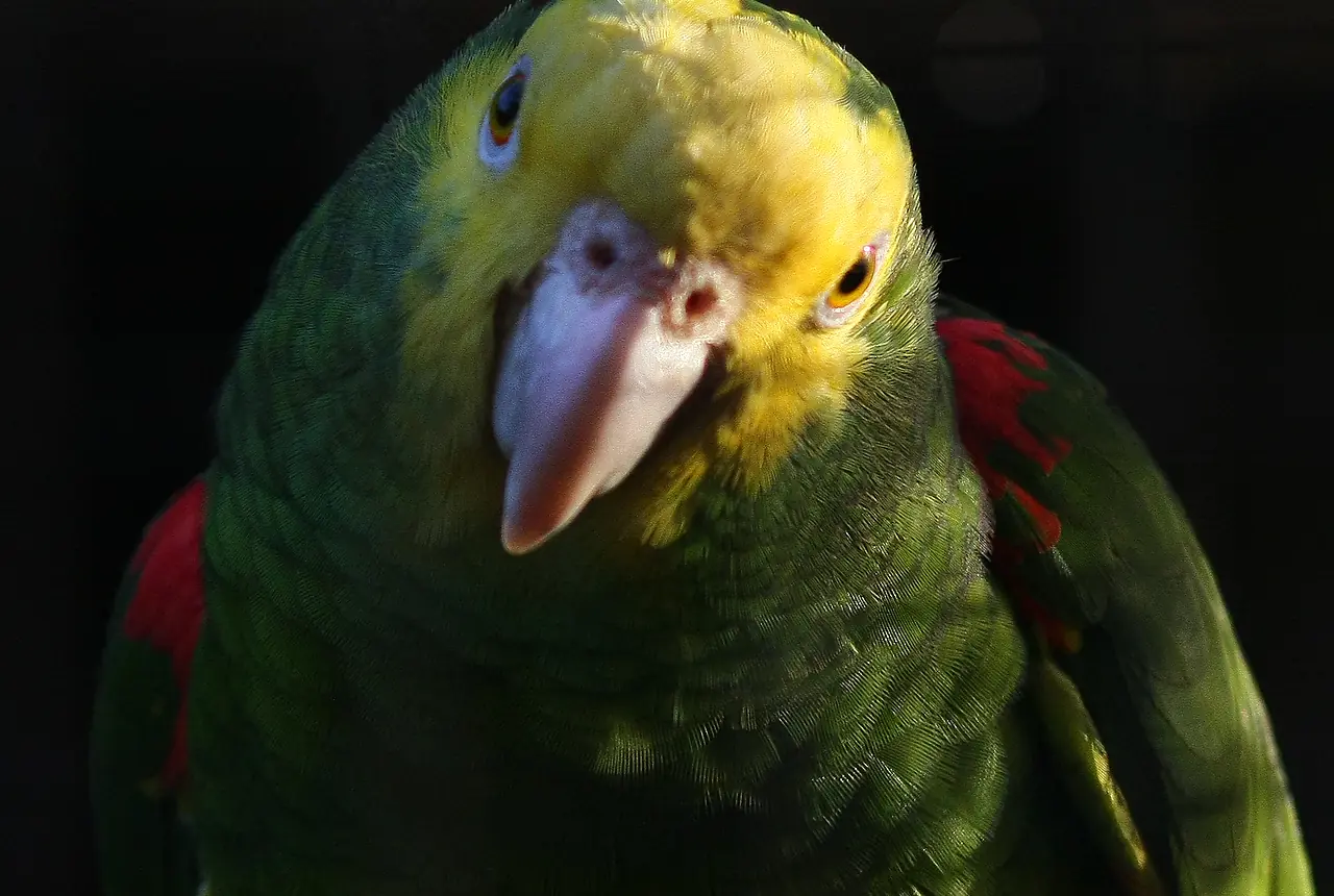 Yellow-headed Amazons care guide photo for amazon parrot housing, diet, and handling planning.