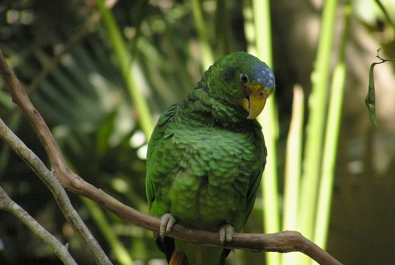 Yellow-lored Amazons care guide photo for amazon parrot housing, diet, and handling planning.