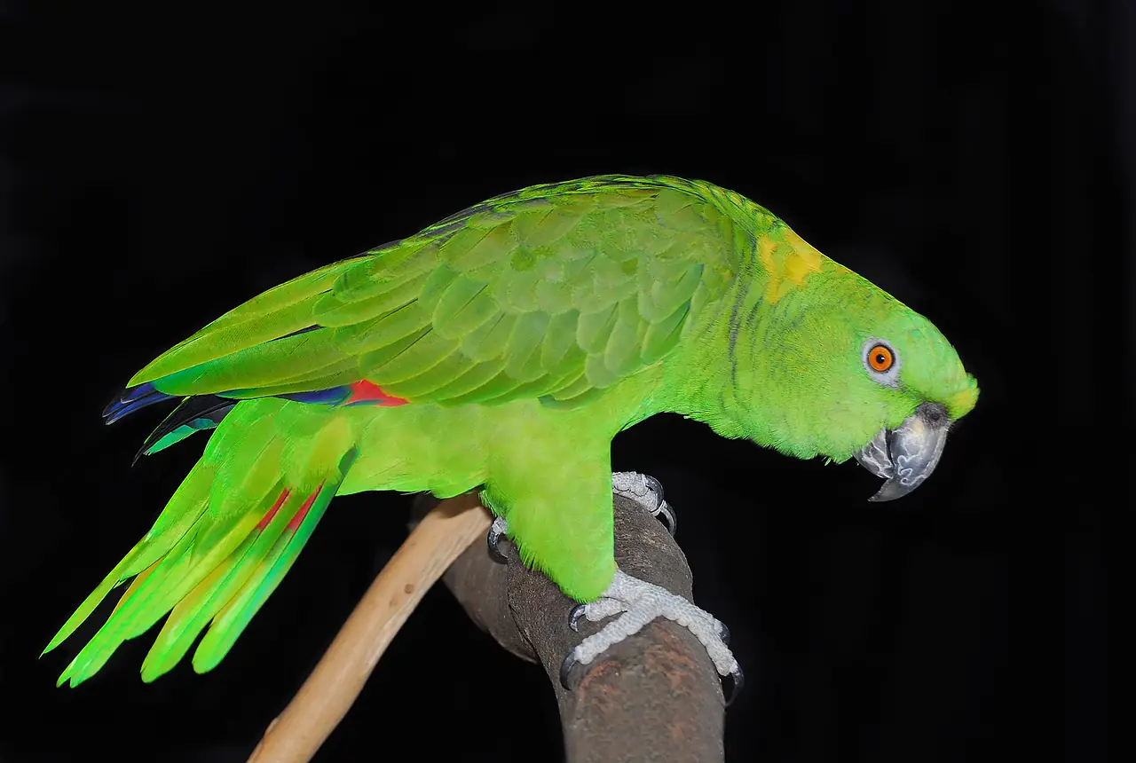 Yellow-naped Amazons care guide photo for amazon parrot housing, diet, and handling planning.