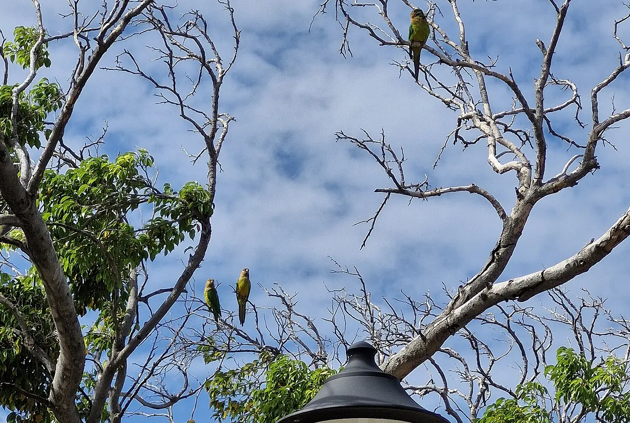 Yellow-shouldered Amazons care guide photo for amazon parrot housing, diet, and handling planning.