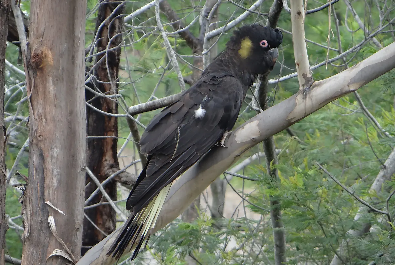Yellow-tailed Black Cockatoos care guide photo for cockatoo housing, diet, and handling planning.