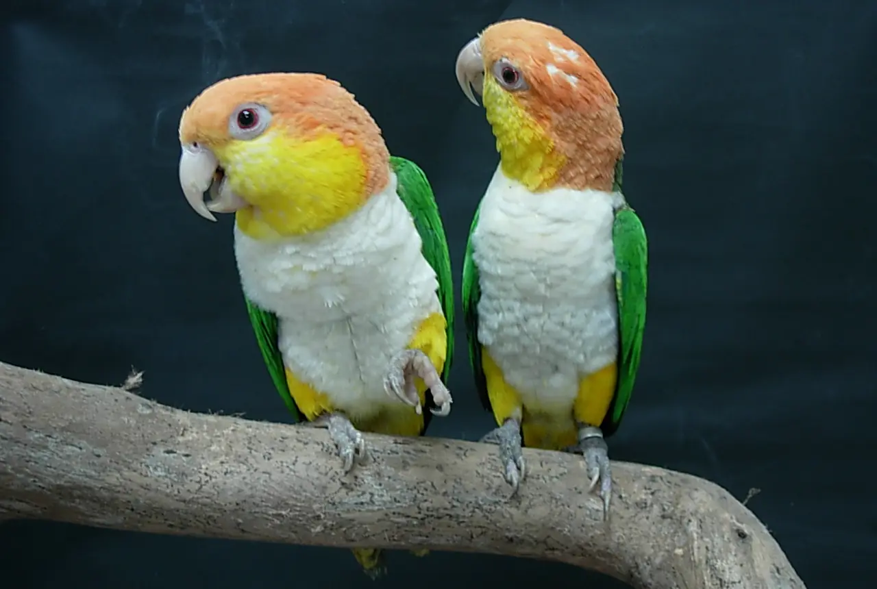 Yellow-thighed Caiques care guide photo for caique housing, diet, and handling planning.