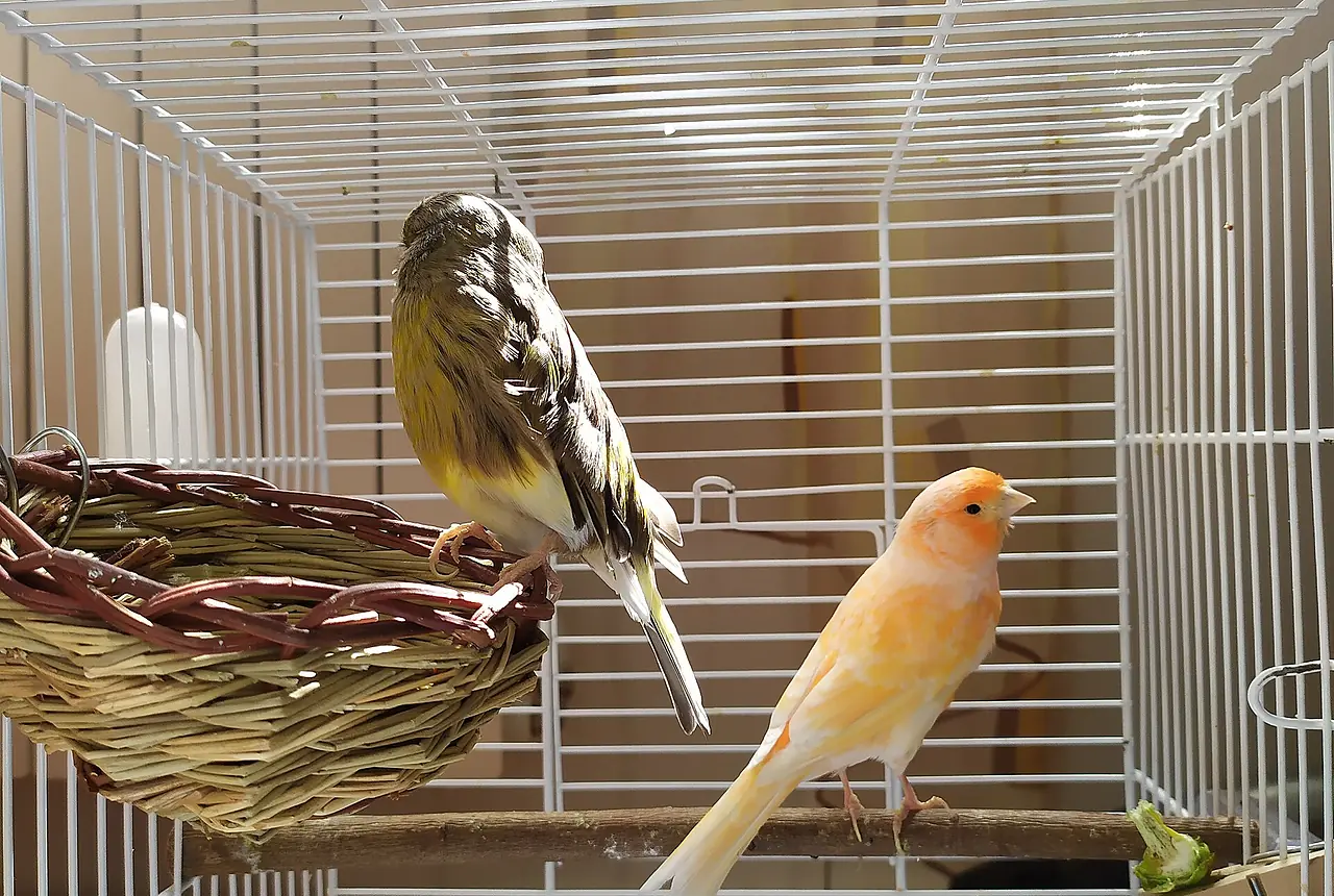 Yorkshire Canaries care guide photo for canary housing, diet, and handling planning.