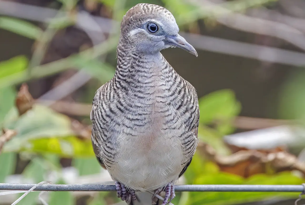 Zebra Doves care guide photo for dove and pigeon housing, diet, and handling planning.