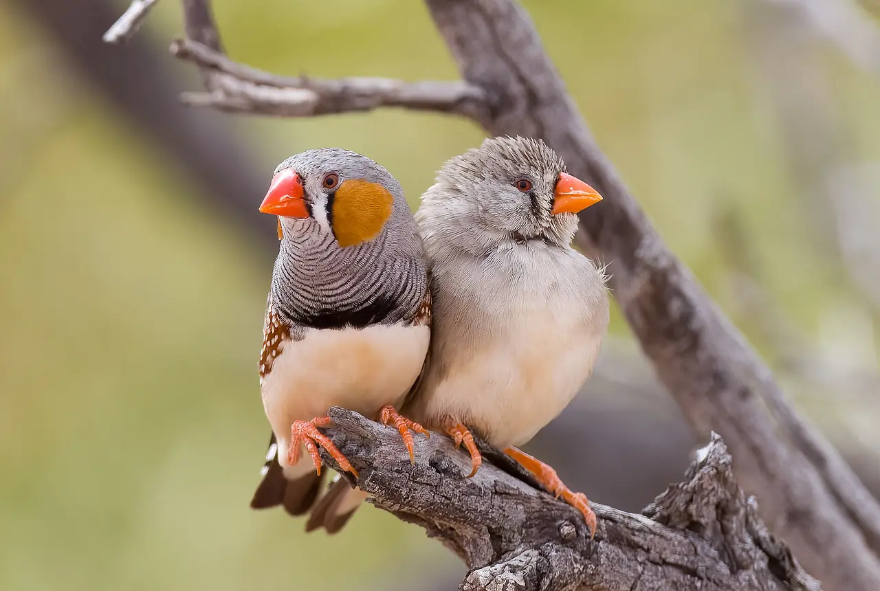 Zebra Finches care guide photo for finch and waxbill housing, diet, and handling planning.