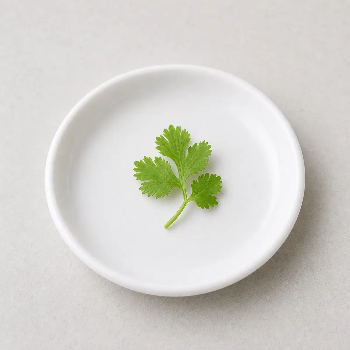 Tiny washed cilantro leaf on a saucer