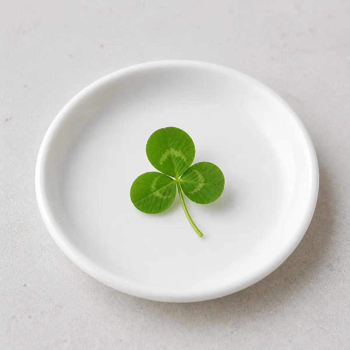 Clean clover sprig on a saucer
