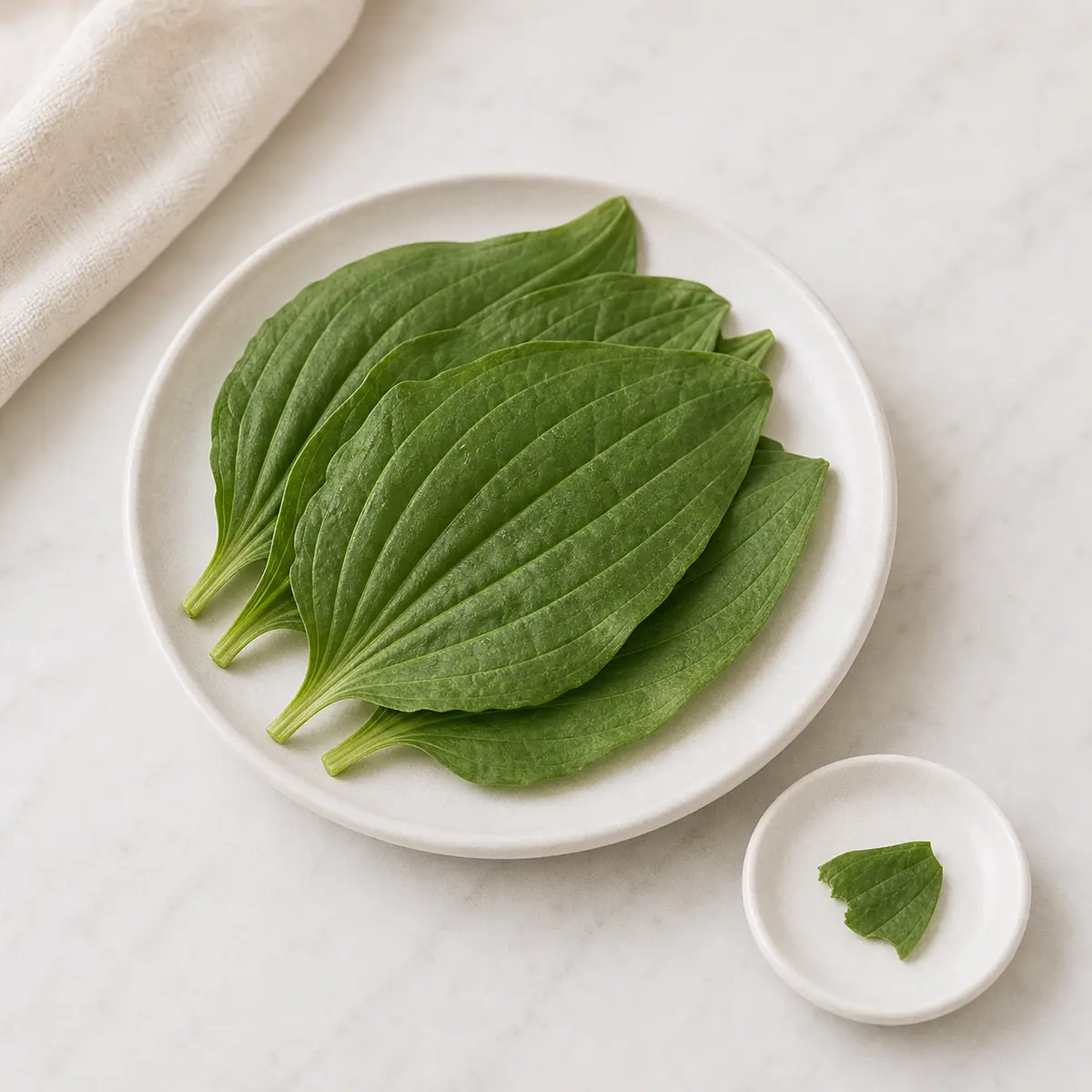 Fresh broadleaf plantain leaves with one tiny torn leaf piece on a saucer
