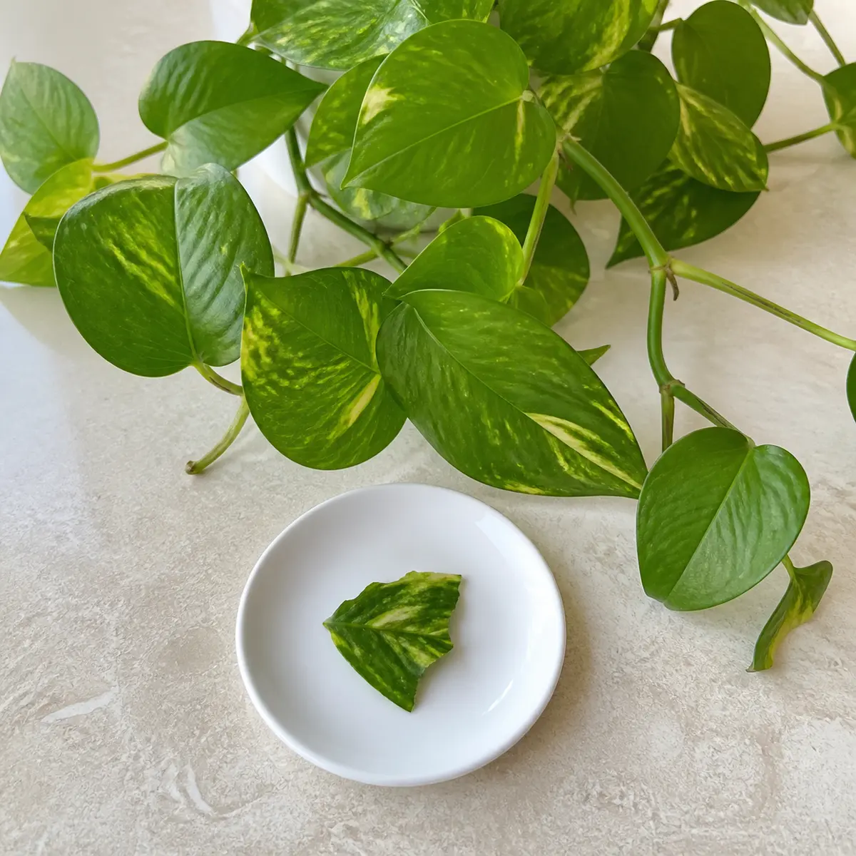 Pothos vine leaves with one torn leaf piece isolated on a white saucer