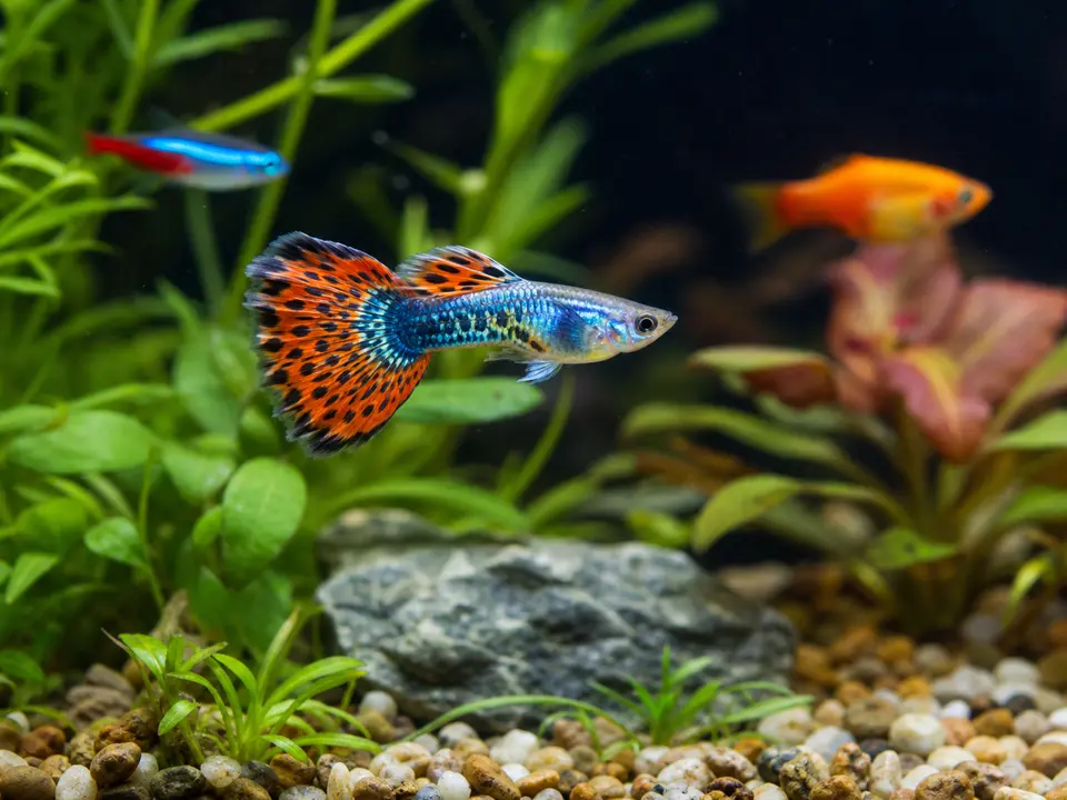Colorful freshwater fish swimming in a clear planted home aquarium