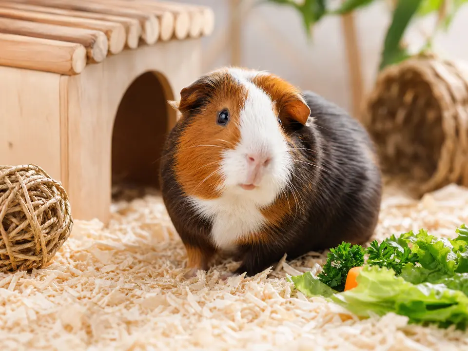 Guinea pig in a clean habitat with bedding, greens, a hideout, and chew toys