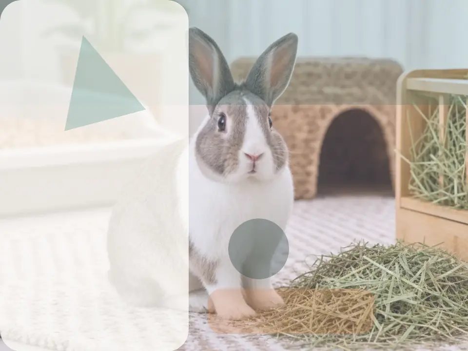 Treat prey drive as the deciding risk rabbit guide