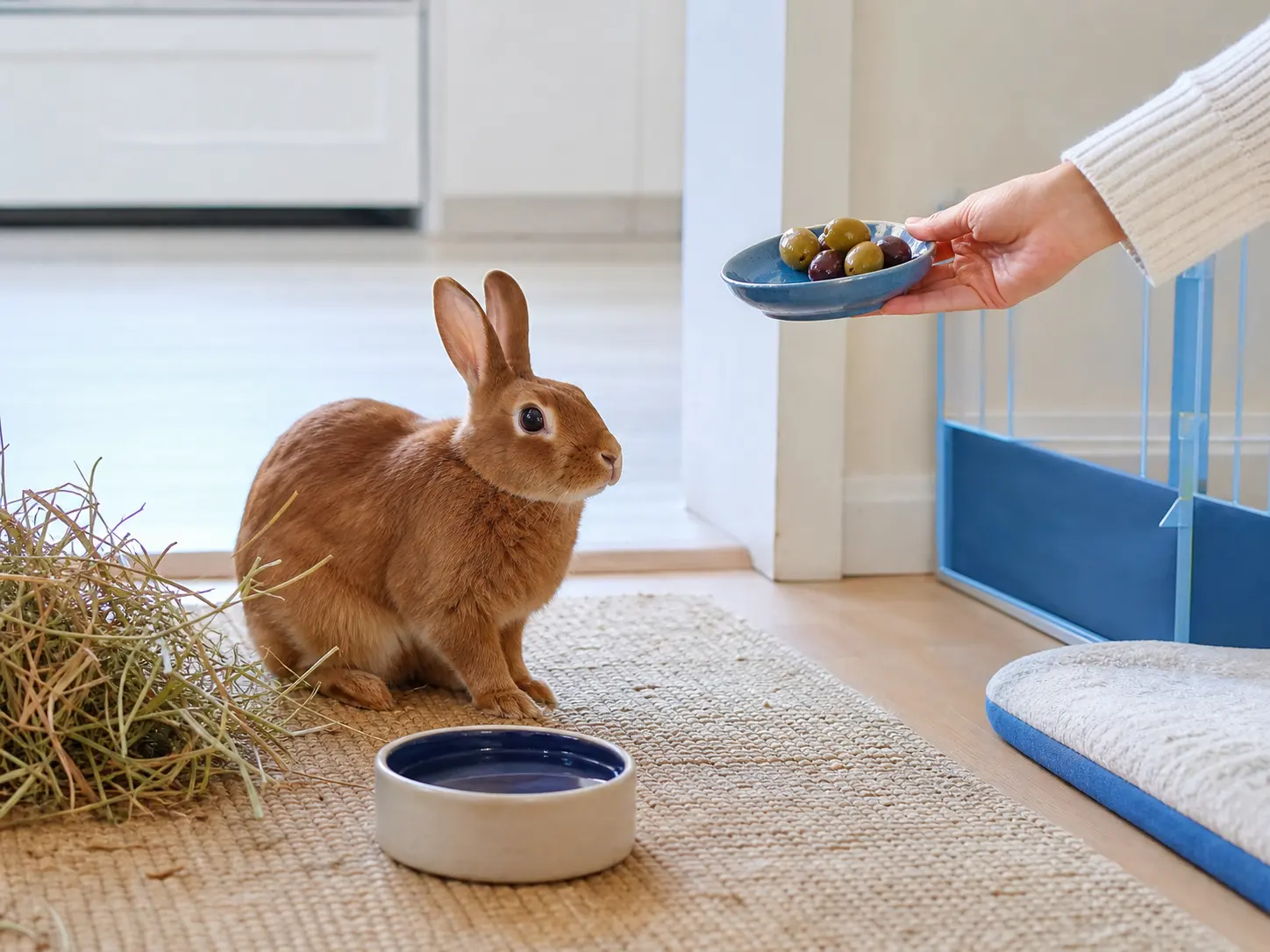 Olives rabbit guide