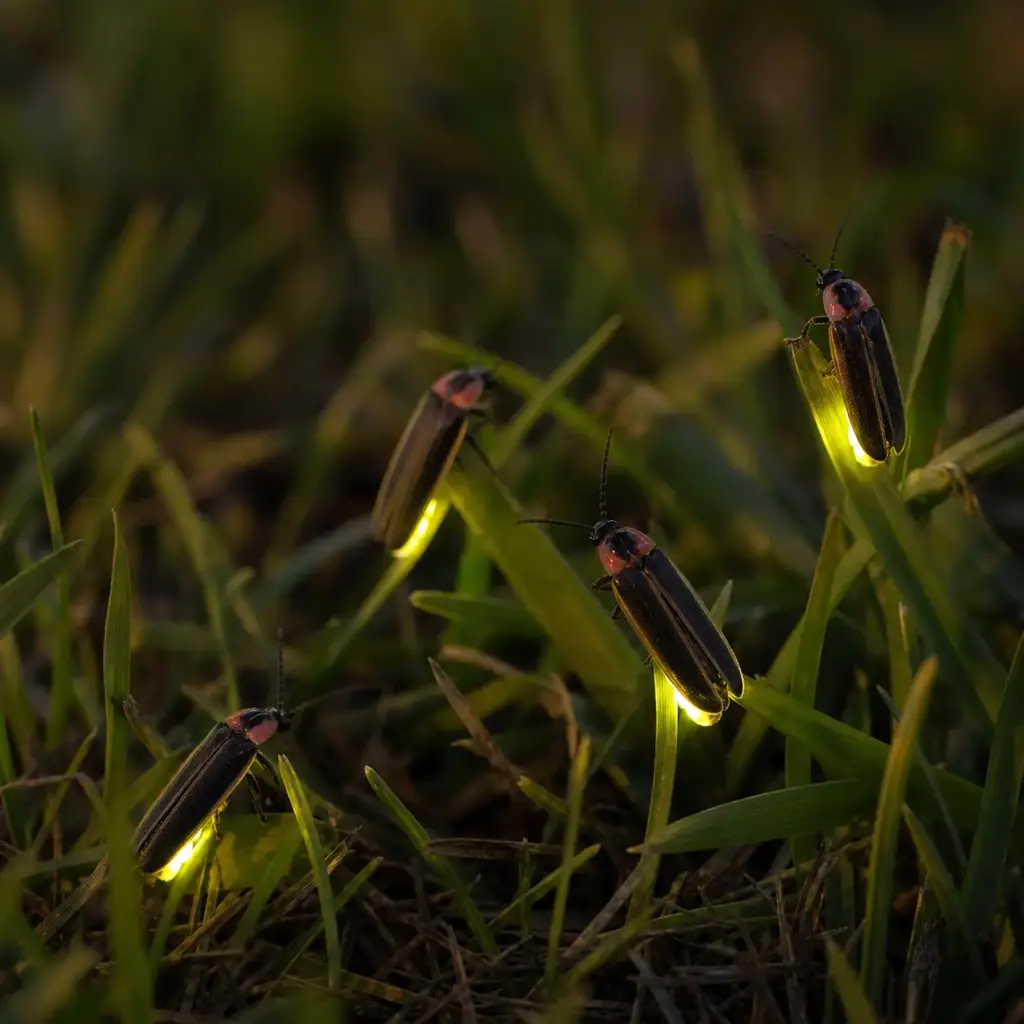 Plain fireflies on a clean unbranded surface for a reptile food-safety check.