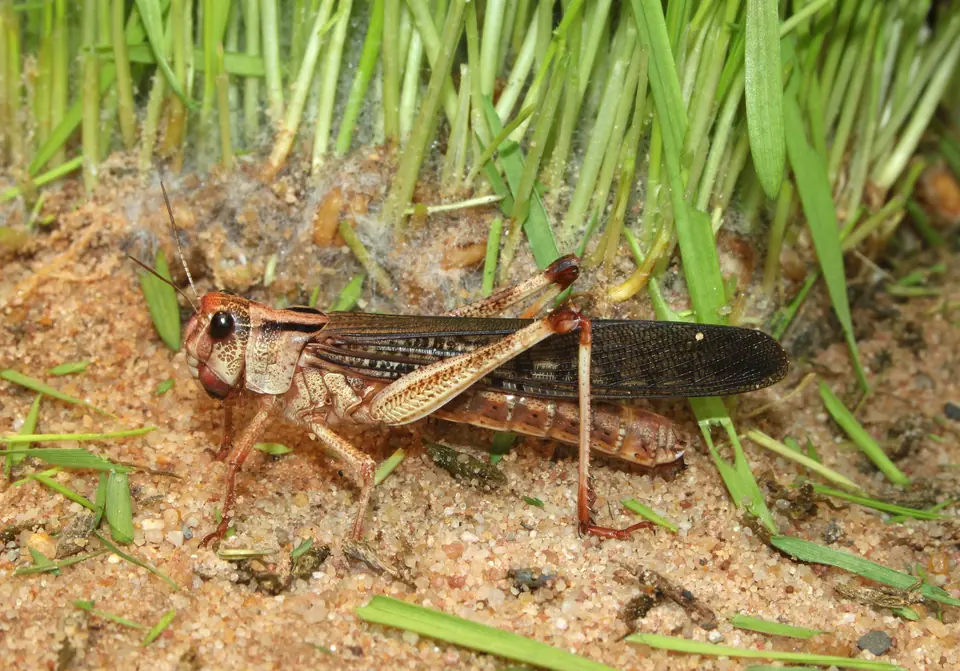 Migratory locust, Locusta migratoria, standing beside grass with its antennae, folded wings, and hind legs visible.