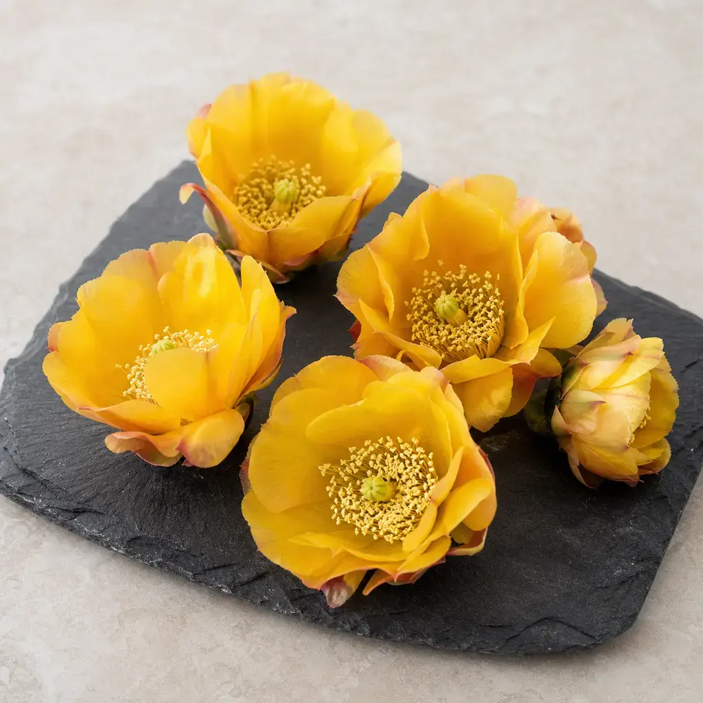 Plain opuntia flowers on a clean unbranded surface for a reptile food-safety check.