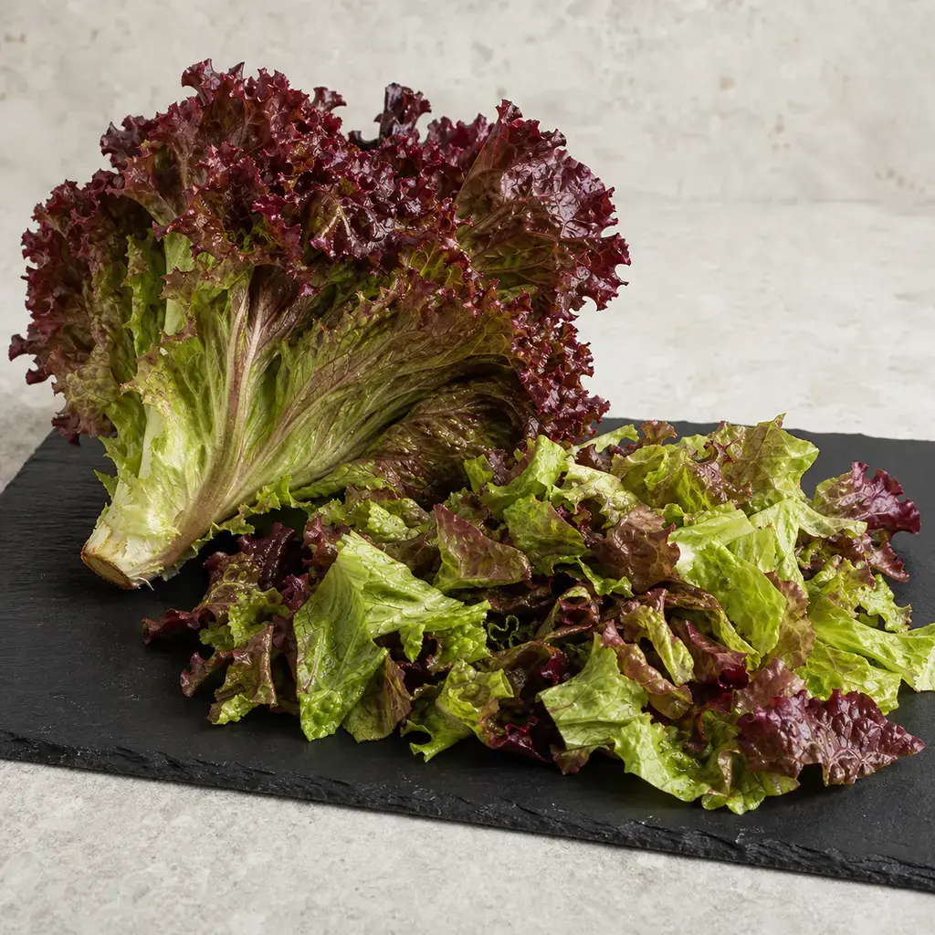 Plain red leaf lettuce on a clean unbranded surface for a reptile food-safety check.