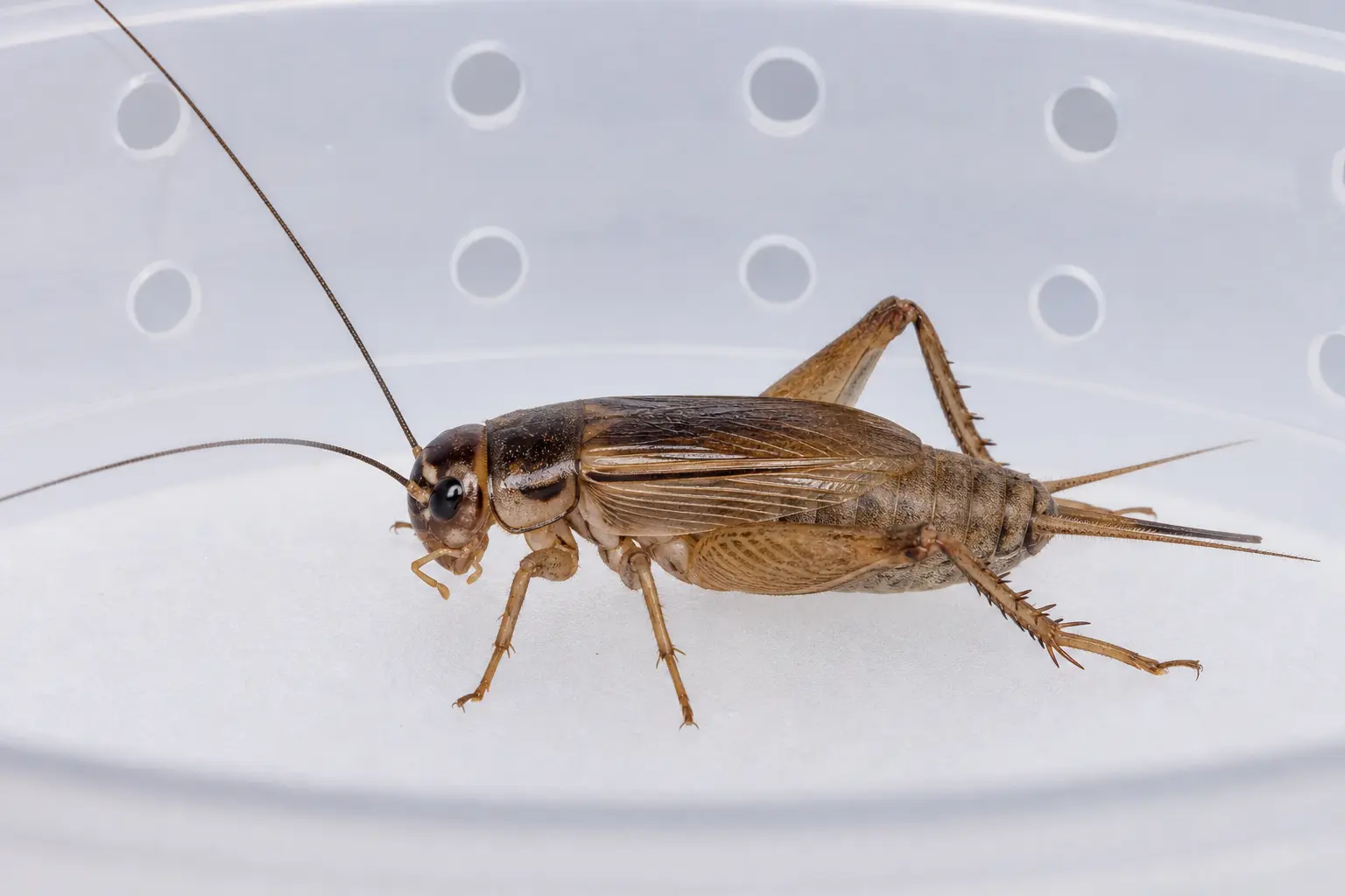 A brown feeder cricket in a clean ventilated container.