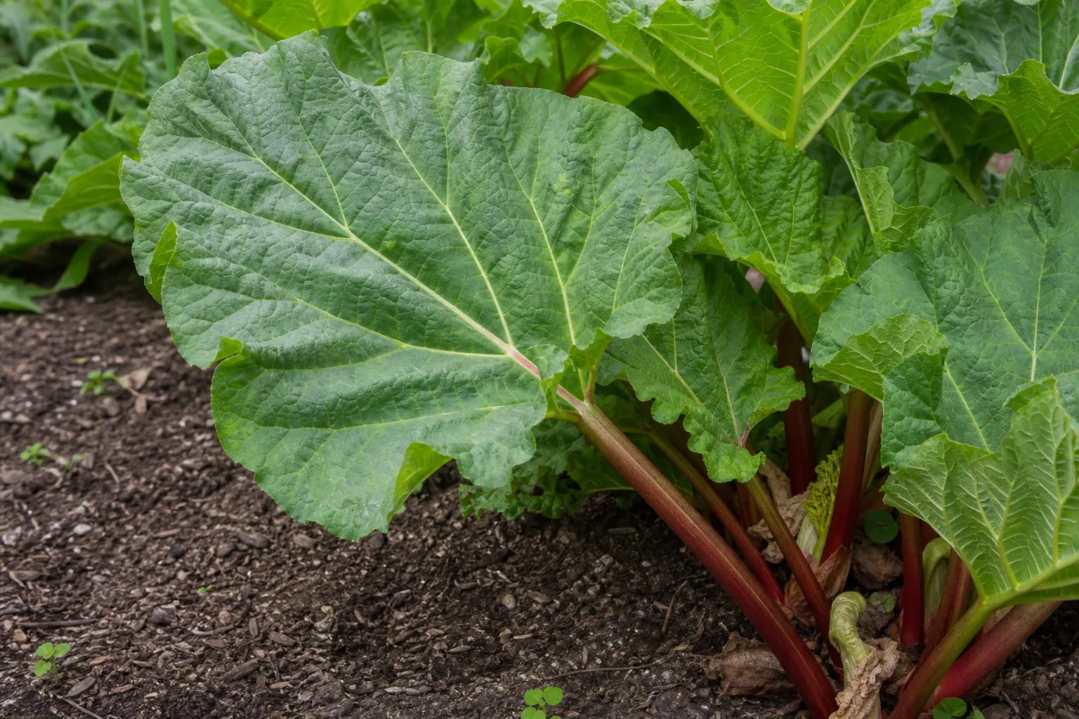 Rhubarb leaves and red-green stalks growing in a garden, shown for plant identification rather than feeding.