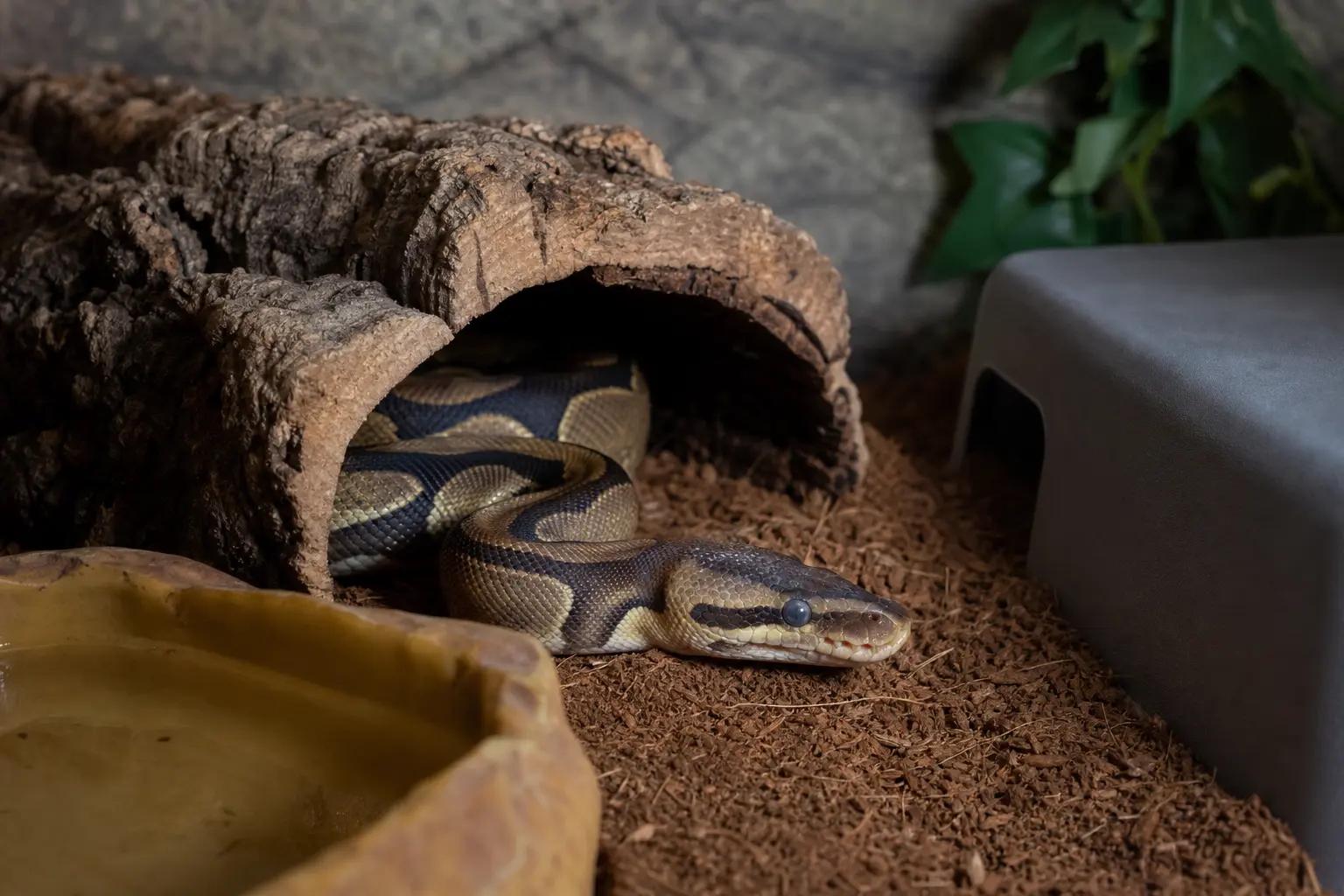 Ball python resting near a hide with the dull color and cloudy eyes that can appear before shedding.