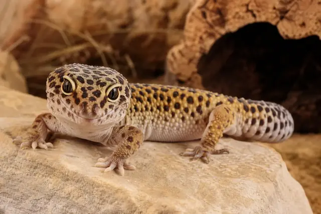 Adult leopard gecko resting alertly on pale sandstone, with its spotted body and sturdy tail visible.