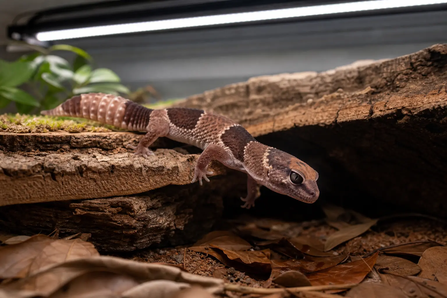 Adult African fat-tailed gecko moving between a gently lit low ledge beneath linear UVB and a fully shaded secure hide.