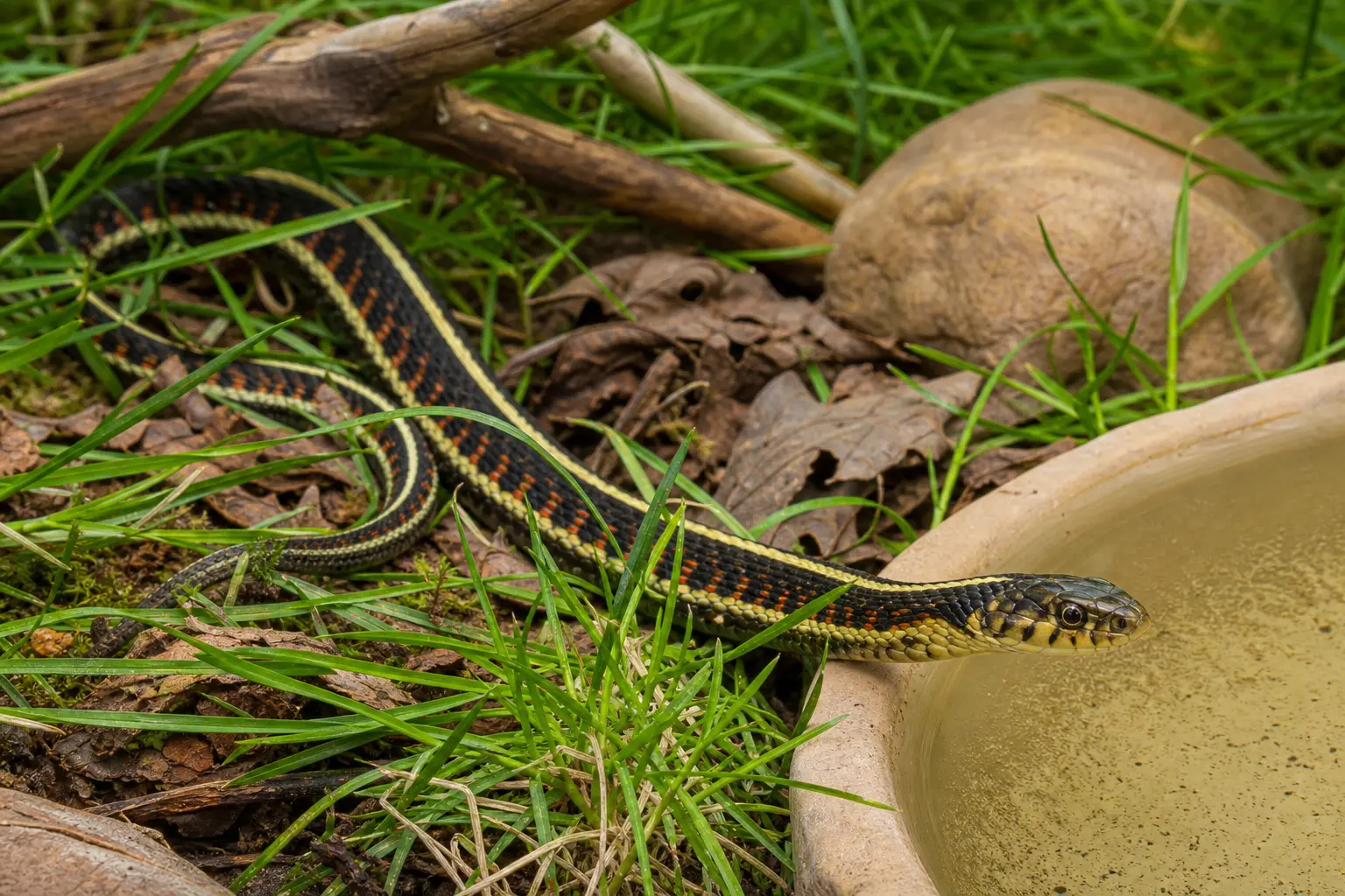Alert adult common garter snake exploring meadow-like cover beside clean water with its slender dark body, yellow stripes, red side marks, and clear eye in view.