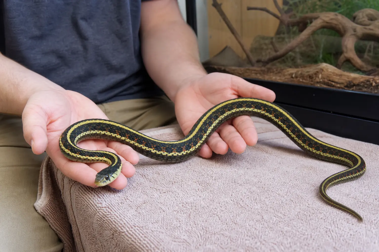 Adult common garter snake with yellow stripes, red side marks, and a clear eye fully supported low over a clean towel during a brief calm handling session.