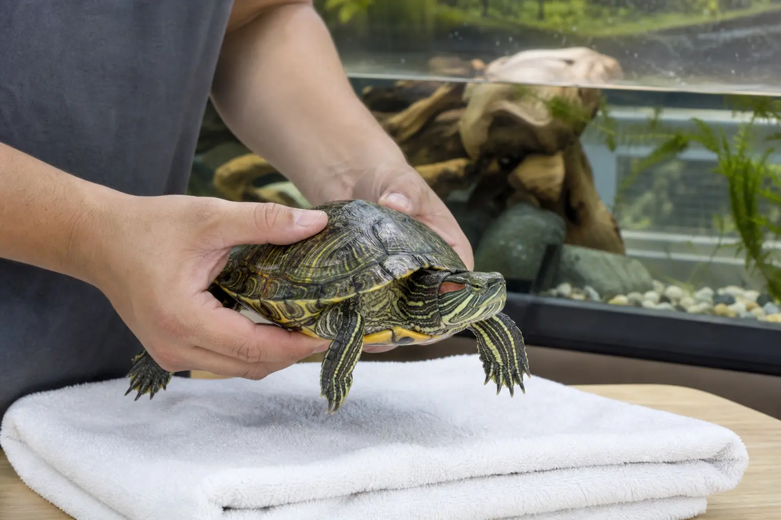 Adult red-eared slider held low over a towel with both hands gripping the shell sides securely behind the forelegs and supporting the body.