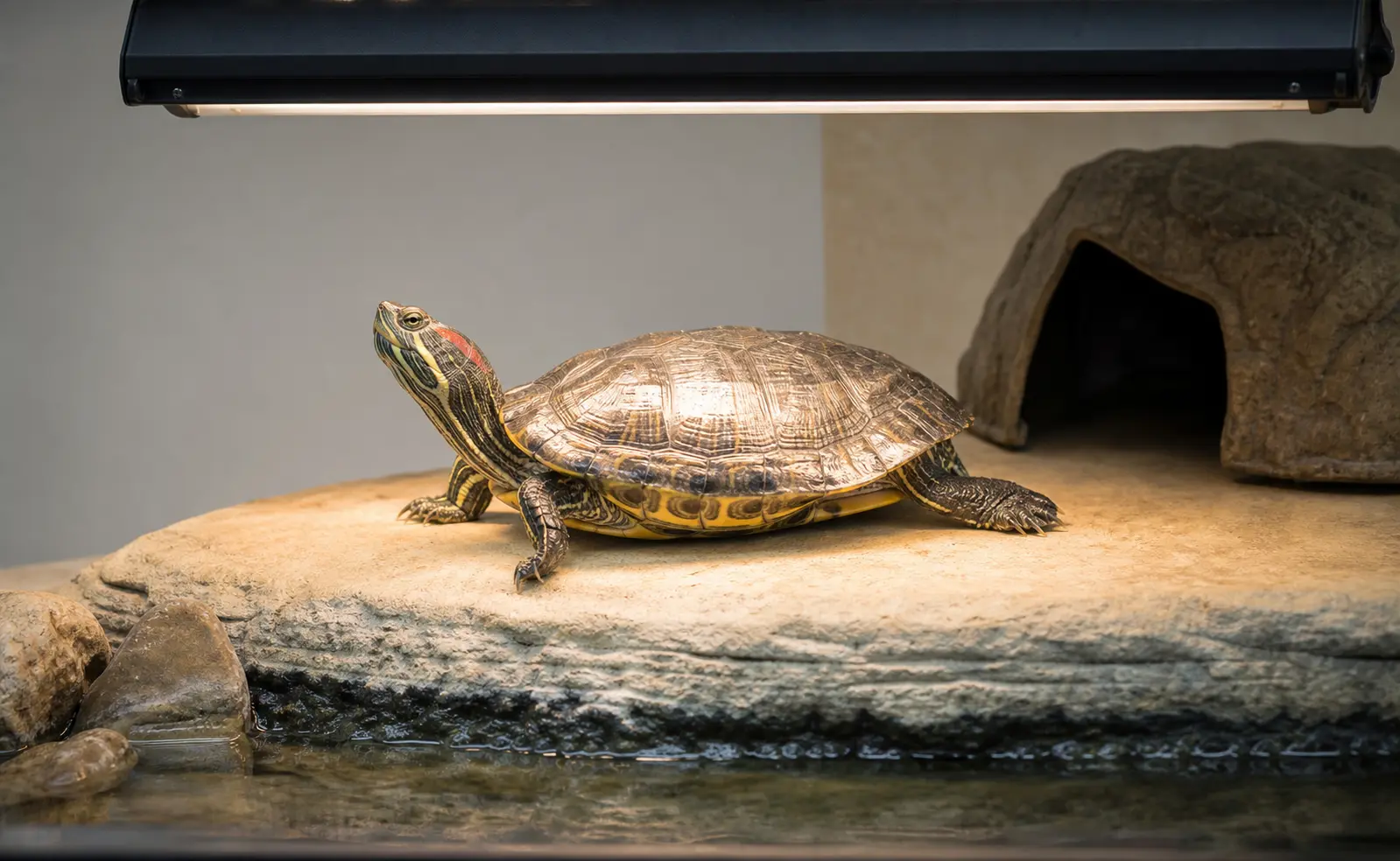 Adult red-eared slider basking beneath linear UVB and heat with the full shell illuminated and a shaded route back into the water.
