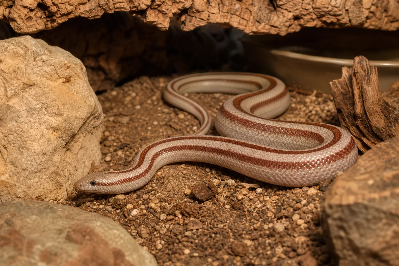 Alert adult rosy boa exploring a secure dry rocky habitat with its stout cream body, three reddish-brown lengthwise stripes, small blunt head, and smooth scales in view.