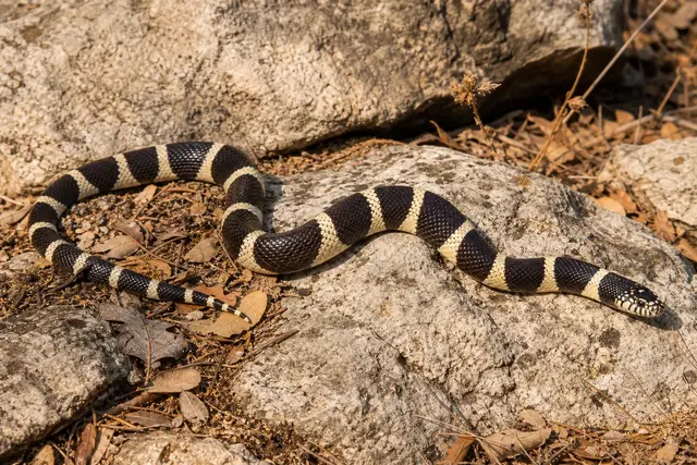 Adult California kingsnake moving across chaparral rock, with its black-and-cream bands visible.