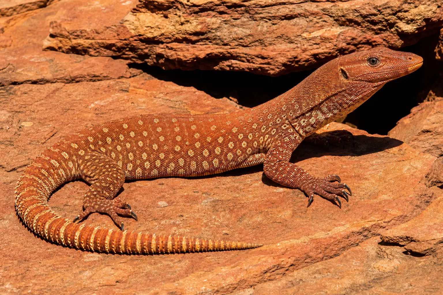Adult red ackie monitor on Australian sandstone with its complete rusty spotted body, pointed snout, strong claws, and spiny ringed tail in view.